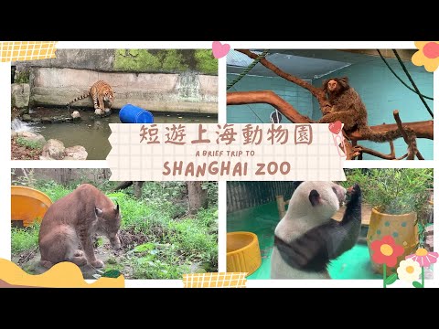 走馬看花遊「上海動物園」A brief visit to Shanghai Zoo