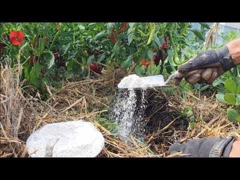 Tlo u vrtu je iscrpljeno  - obnovite ga - dodajte sad ovo hranjivo