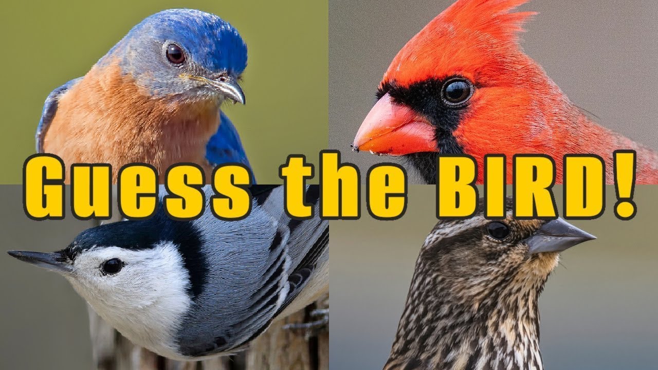 How well do you know your backyard birds? (25 question QUIZ about the common birds in North America)