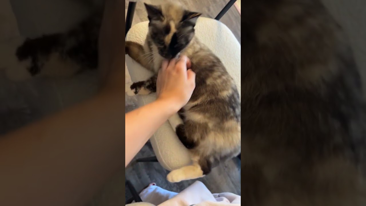 Enlarge Kiki (EH), an adopted Siamese in Huddleston, VA video 2/2