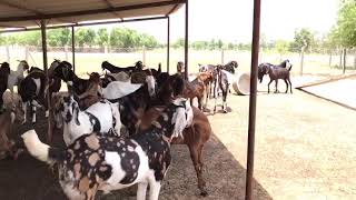 preview picture of video '8104942223  The Cattleman goat farm in jaipur'