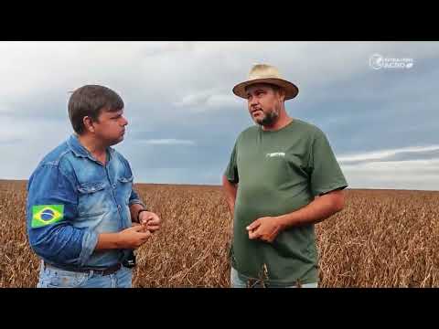 O colapso da soja em Marcelândia: 2.200 mm de chuva e prejuízo | Patrulheiro Agro ep. 231