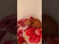 Extremely Loud Meow Huge Orange Cat