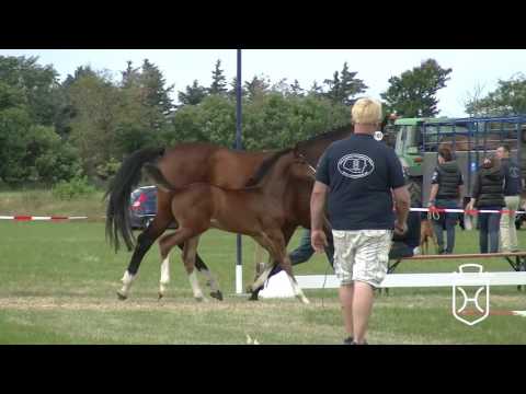 NF165 Stutfohlen von Adagio de Talma - Cristo - Carry