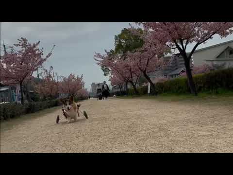 犬用車いすで河津桜を楽しむコーギー