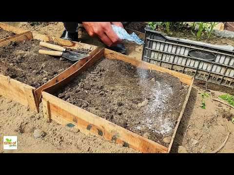 The Secret to Thriving Plants Is Already in Your Kitchen!