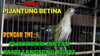 Download lagu Pijantung betina memanggil jantan/pijantung jantan auto langsung bunyi mp3 Download lagu Pijantung betina memanggil jantan/pijantung jantan auto langsung bunyi mp3
