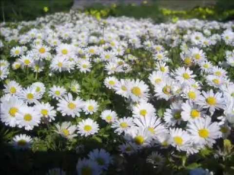 Trebam te, Isuse - Io ti amo, Gesù