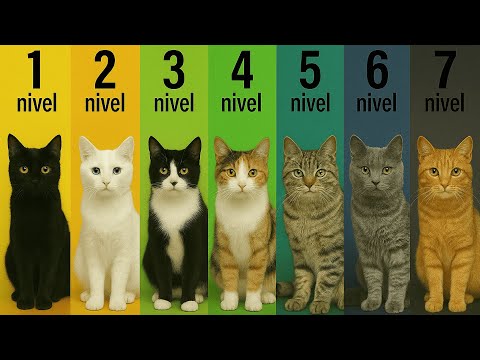 7 levels of cat personality according to their color