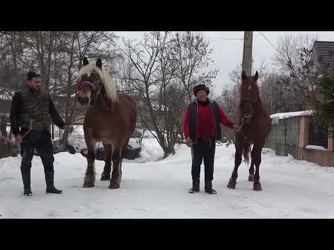 Caii lui Alin de la Ciceu Mihaiesti, Bistrita Nasaud - 2022 Nou!!!