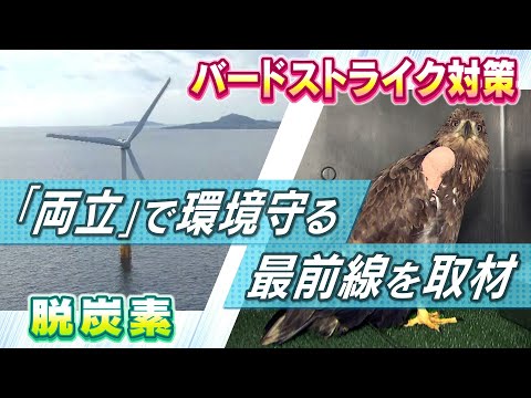 風力発電: 衝突の危険性はどのくらいありますか?