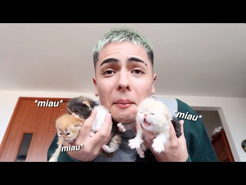 MY CAT HAD KITTENS AND I RECORDED EVERYTHING *very cute*
