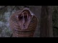 Monster King Cobra Flexing Rattling And Attacking