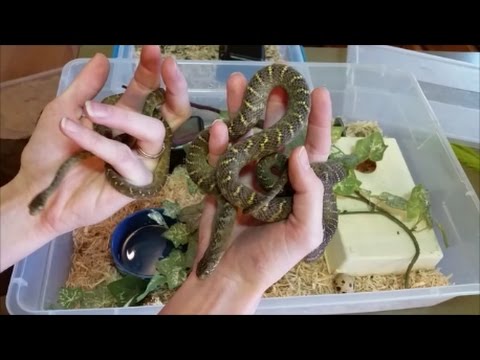 How to Care for Egg-Eating Snakes!