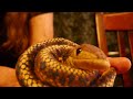 Mini Folkmanis Snake Puppet On Parade