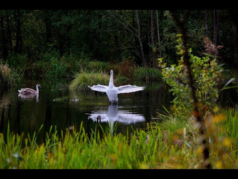 Rzeka Narew i łabędzie w Pułtusku. Река Нарва и лебеди в Пултуске