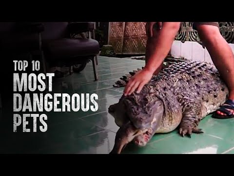 How to Survive the Most Dangerous Pets