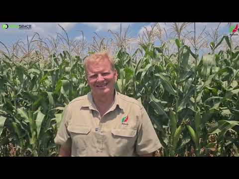 Kynoch maak ‘n verskil op plase. Oogies Kynoch agent #landbou #boerdery #kunsmis #onspraatboer
