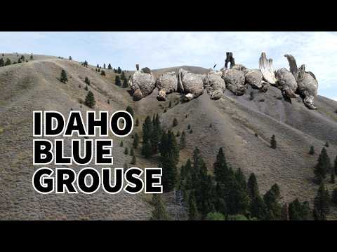 Blue (Dusky) Grouse LIMITS! Idaho Bird Hunt