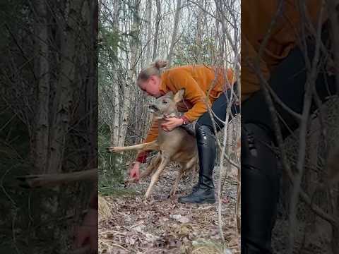 Hero Woman Saves Terrified Deer Stuck In Fence