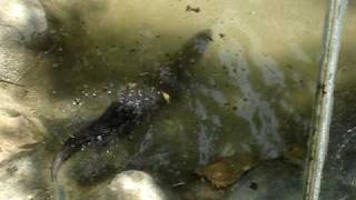 preview picture of video 'NUTRIA DE RIO NEOTROPICAL, Lontra longicaudis, neotropical river otter'