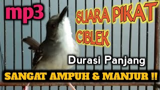 Download lagu SUARA CIBLEK MP3 JERNIH | Sangat Ampuh Untuk Pikat Burung Ciblek Liar mp3 Download lagu SUARA CIBLEK MP3 JERNIH | Sangat Ampuh Untuk Pikat Burung Ciblek Liar mp3