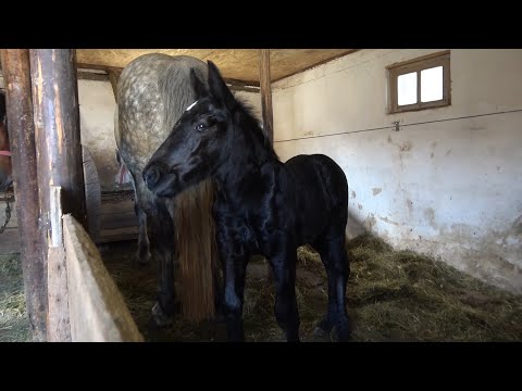 Caii lui Gabi de la Bata, Bistrita Nasaud -2020 Nou!!!