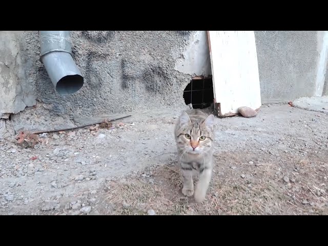 Судьба бездомных кошек в надёжных руках