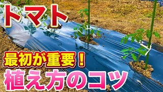 【トマト栽培】トマトの育て方は最初が肝心！コレやるだけで圧倒的に差がつきます！（肥料選定・畝作り・植え付け方法）