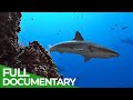 Underwater Volcanoes - Oases of the Sea | Free Documentary Nature