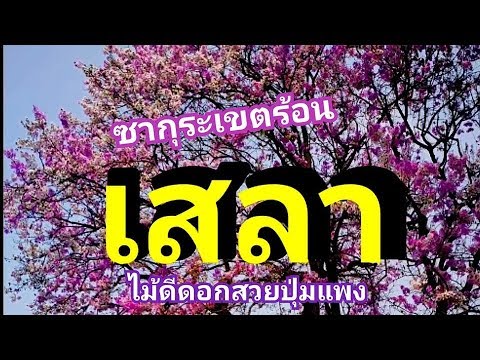 เสลา - ซากุระเขตร้อน