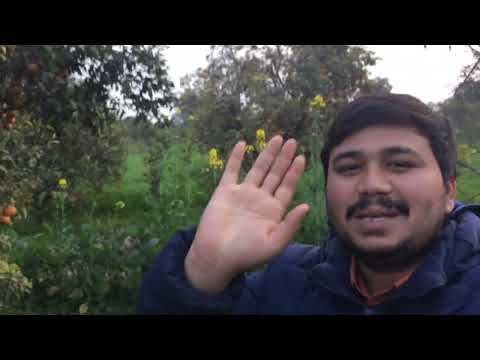 Citrus Orchard Visit In Jahanian | Discuss About disease of citrus Orchard #syedhasnainalizaigham