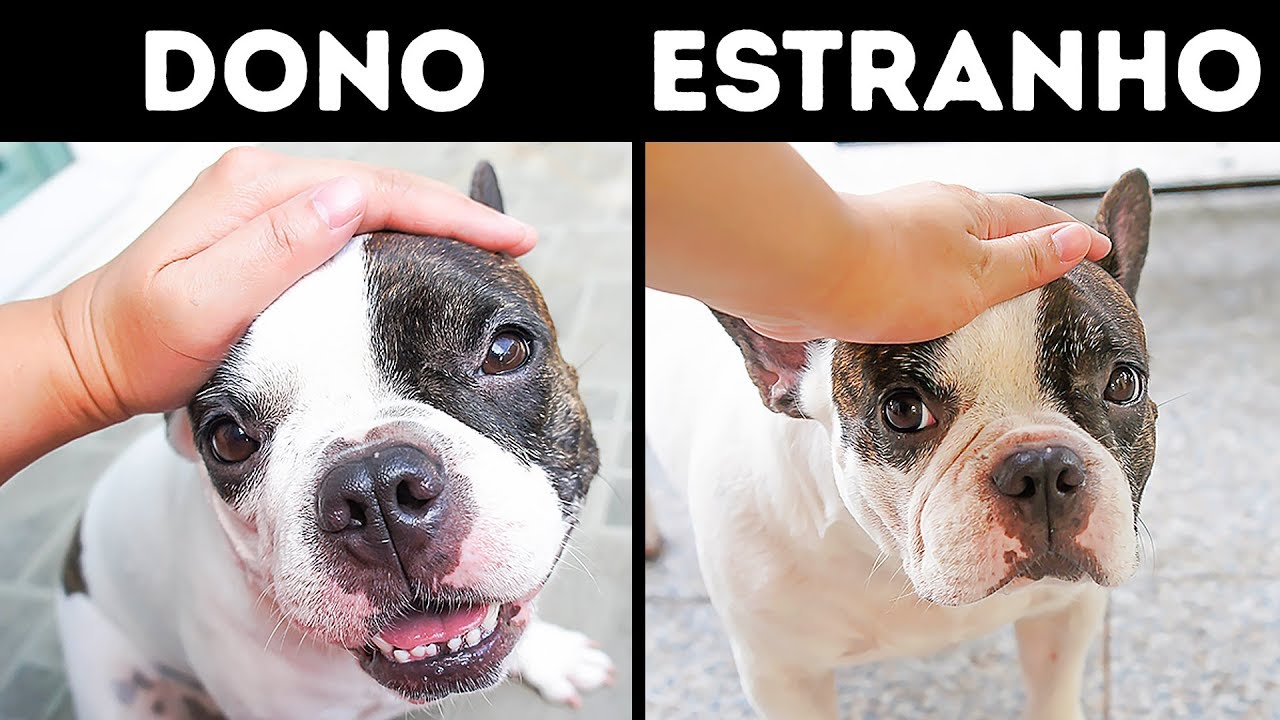 12 Coisas Que Você Faz Que Entristecem Seu Cachorro