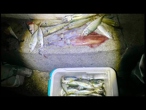 The SQUID SEASON Has Started - Horse Mackerel & Squid Fishing - Catch & Cook 