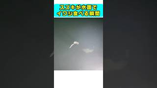 水面のイワシを襲うスズキ