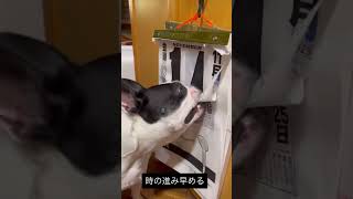 日めくりカレンダーめくるけど時の進みはちゃめちゃ #ボストンテリア
