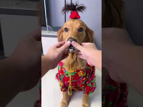 video divertenti il cane fischiante  - #lebarzellettediullo  #ulloshow