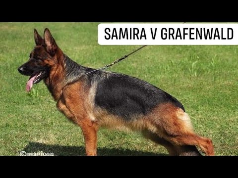 #VA5 Felicita v.Schnitzertea #bszs2023 #germanshepherd #gsd #worldchampionship #worldchampion #dog