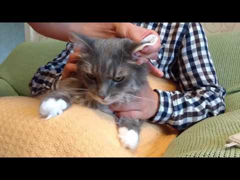 Cat blood sugar testing