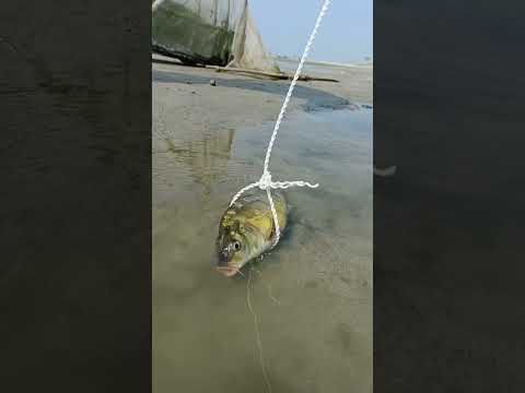 Amazing fishing Trap in River #shorts #fishing #technique #fishingshorts