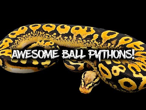 20 of the Coolest Ball Pythons!