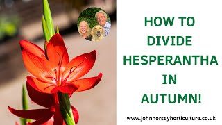 HESPERANTHA DIVISION MADE EASY - PERFECT AUTUMN TIPS
