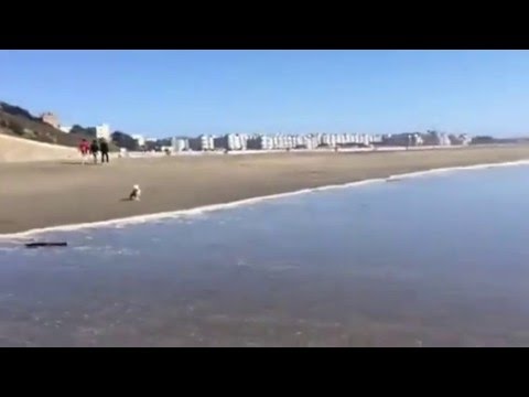 Geordie & Mally at the beach