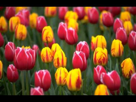 Dudo & Krt - Kje Ti Podaram Lale