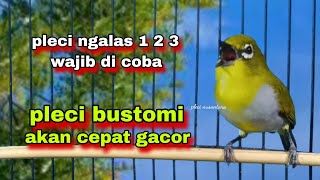 Download lagu Pasti Nyaut‼️Pleci Ngalas 123 Tembakan Memancing Pleci Lain || Pleci Bustomi Akan Cepat Gacor mp3