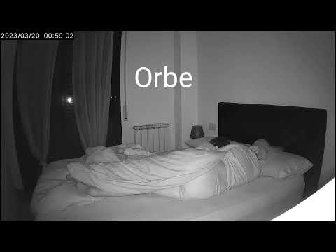 Diferencia entre insecto y orbe . Difference Between Insect and Orb 🔺️Suscribe🔺️