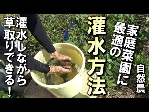 【自然農】家庭菜園に最適の「灌水方法」灌水しながら草取りできます！　2025年8月5日【natural farming】