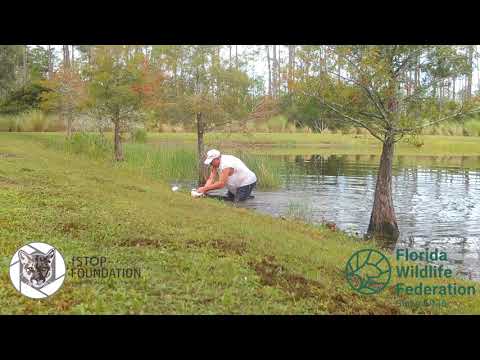 Man saves puppy from alligator's jaw in Florida