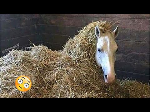 Vous avez besoin de vous amuser ? Regardez ces vidéos de chevaux drôles et mignons - les chevaux les plus drôles