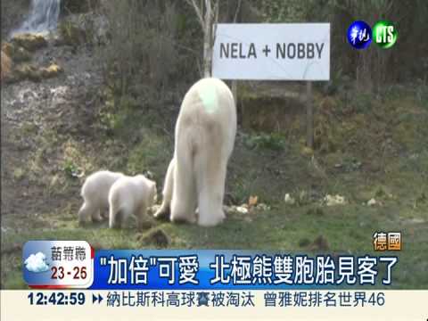 "加倍"可愛! 北極熊雙胞胎亮相